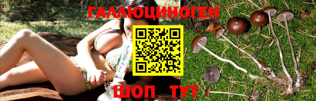 Псилоцибиновые грибы Psilocybe  Вход с VPN  Ярославль  Псилоцибиновые грибы прущие грибы 